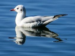 seagull on the mirroring water