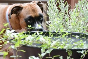 Dog in lavender garden
