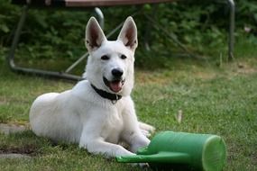 white shepherd lies in the garden
