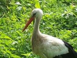 white stork in green foliage