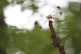 magnificent Dragonfly