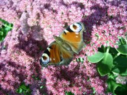 delicious Peacock Butterfly