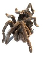 brown tarantula on white background