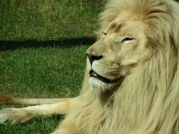 portrait of sleepy lion in the zoo