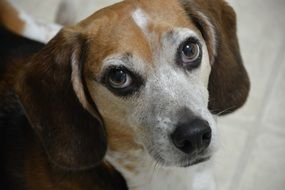 portrait of a cute beagle