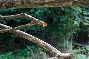 cobweb on dry branches