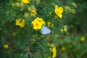 white butterfly on a yellow forest flower