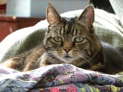 tabby cat is sleeping on a blanket