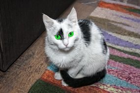 black and white cat with bright green eyes