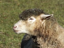 Head of the sheep