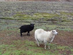 white and black sheep on a farm