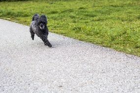 running black poodle