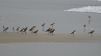 lesser sand plovers in india
