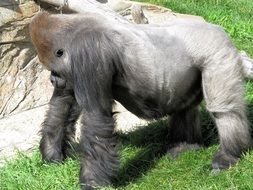 gorilla stands on four legs on green grass