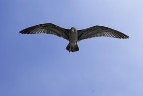 gull with wingspan