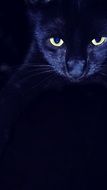 portrait of a black domestic cat