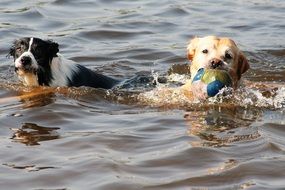 dogs are swimming on the river