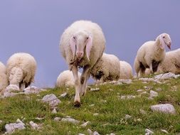 grazing white sheep with long ears