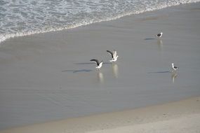 seagulls on the sand beach