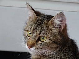 cute young cat portrait