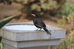 blackbird on a stone pillar