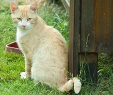 cat in the yard