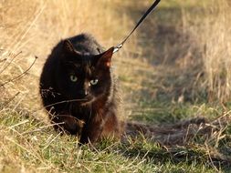 Beautiful and cute black cat with the collar among the colorful nature