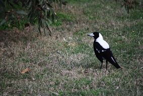 delicious Magpie Australia Bird