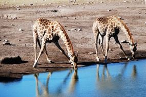 wild Giraffe drinking water in Safari in Africa