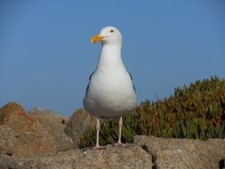 white gull on a high rock