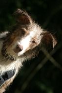 Australian Shepherd on a dark background