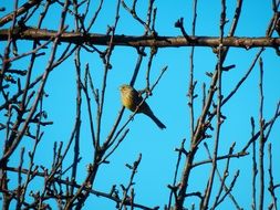 little bird on a branch in spring