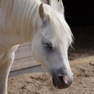 white domestic horse