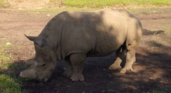 picture of the Rhinoceros in the zoo