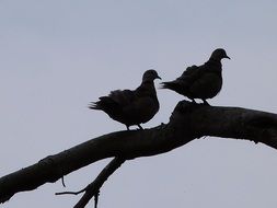silhouettes of two doves on a tree