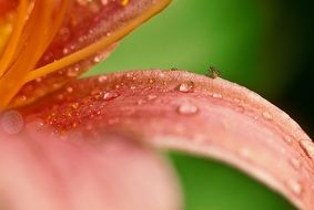 pink lily in raindrops close up