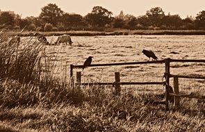 birds on a fence