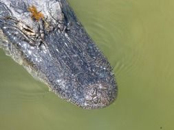 dragonfly on the head of an alligator