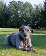 curly outbred dog lies in the meadow