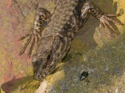 dark grey reptile