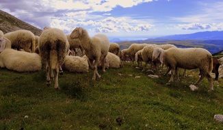 sheep among the picturesque mountains