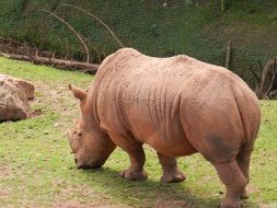 rhino in a green meadow at the zoo