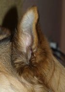 Dog Ear