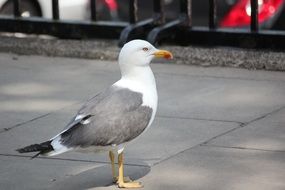 seagull standing on the sidewalk