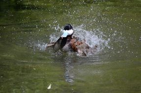 duck splashing in water