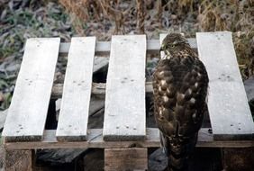 Goshawk Bird on a wooden pallet in nature