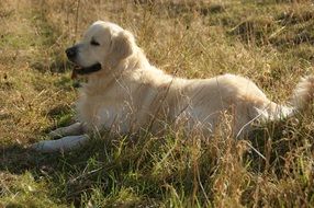 hairy golden retriever