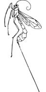 drawn profile of a mosquito