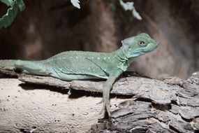 Green exotic lizard lives in the terrarium