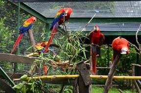 Birds red Parrot